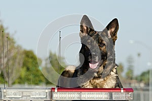 Police Dog