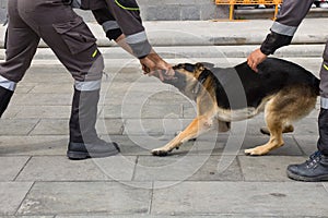 Police dog