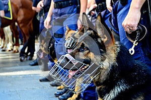 Police dog