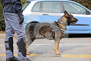 Police dog for counter-terrorism control of the road