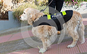 Police dog with distinctive