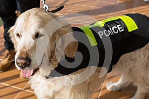 Police dog with distinctive