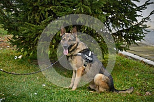 Police dog - German shepherd