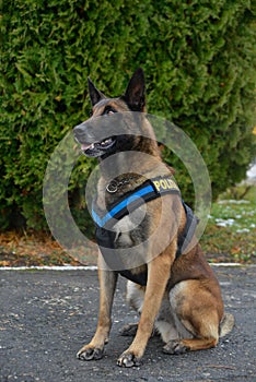 Police dog - German shepherd