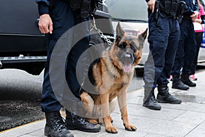 Police dog on guard against hidden criminals