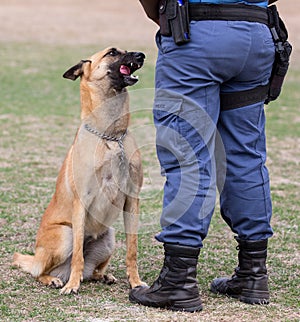 Police Dog and Handler