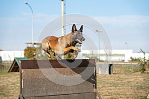 Police dog jumping through a fence at a training area