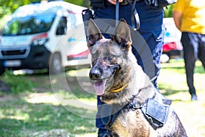 Police dog K9 canine German shepherd with policeman in uniform on duty