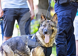 Police dog K9 canine German shepherd with policeman in uniform on duty