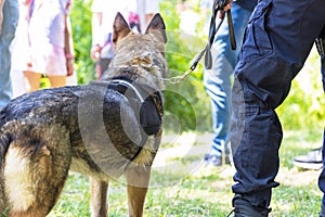 Police dog K9 canine German shepherd with policeman in uniform on duty, blurred people in the background