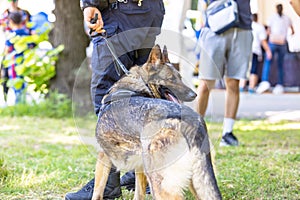 Police dog K9 canine German shepherd with policeman in uniform on duty, blurred people in the background