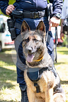 Police dog K9 canine German shepherd with policeman in uniform on duty. Search, rescue or guard dog concept