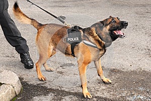 Police dog lunge