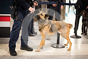 Police dog with officer