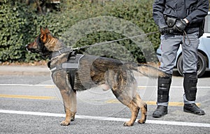 police dog while patrolling the city streets