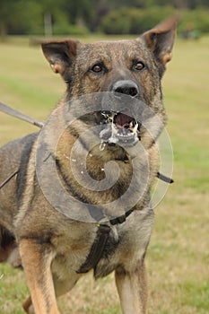 Policía el perro grunendo 