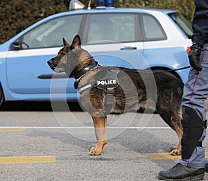 police dog to hunt down drug dealers or to detect explosives