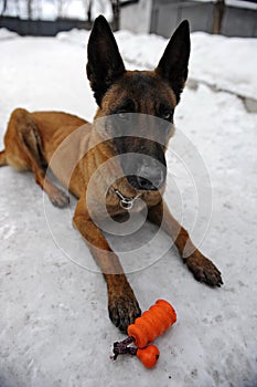 Police dog training.