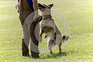 Police Dog In Training