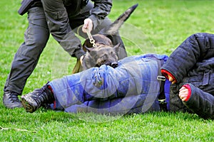 Police dog training