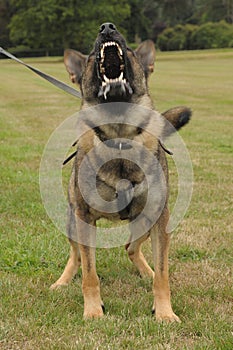 Policía el perro aviso 