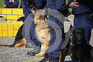 Police dogs