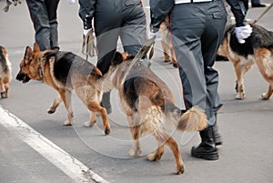 Police with dogs