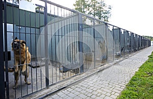 Police dogs German shepherds sitting in an aviary