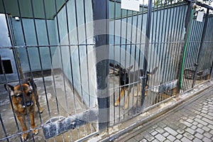 Police dogs German shepherds sitting in an aviary