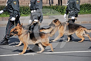 Police with dogs walking on the street