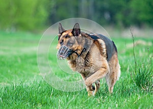 Police German shepherd dog running on grass
