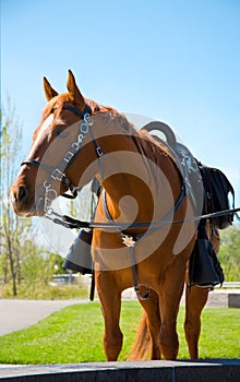 Police Horse photo