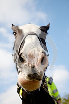 Police horse on duty