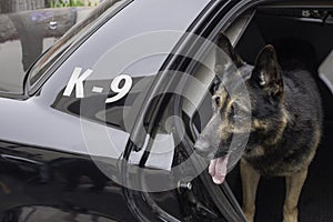 Police K-9 in Patrol Car