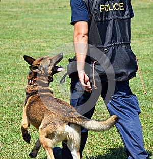 Police man with his dog