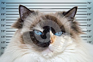 Police mugshot line up of Blue Eyes white and black ragdoll cat portrait