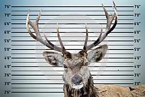 Police mugshot line up of Deer