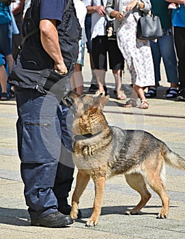 Police officer and his german shepherd dog