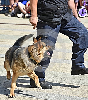 Police officer and his german shepherd dog