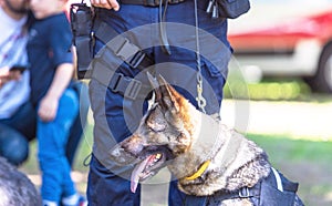 Police officer in uniform on duty with aged K9 canine German shepherd police dog, blurred people in the background