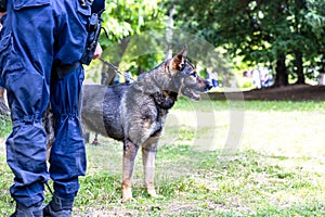 Police officer in uniform on duty with a K9 canine German shepherd police dog