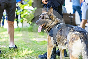 Police officer in uniform on duty with a K9 canine German shepherd police dog