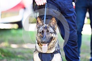 Police officer in uniform on duty with a K9 canine German shepherd police dog. Search, rescue and guard dog concept.