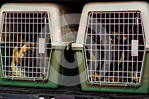 Police Service Dogs in dog cages