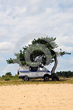A police van under a lonely pine tree.