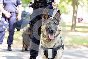 Policeman with German shepherd police dog