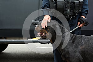 Policeman patting a police dog