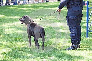 Policeman with police dog on duty