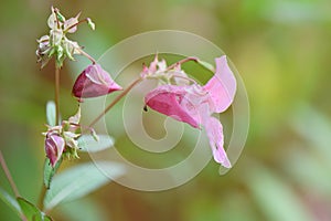 Himalayan balsam Impatiens glandulifera, pink flower photo