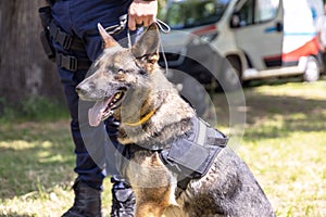 Policeman in uniform on duty with a K9 canine German shepherd police dog